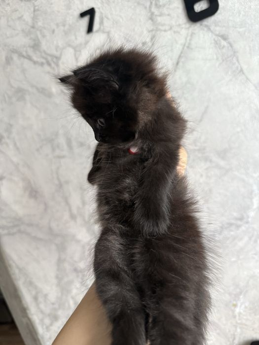 отдам котенка красивую девочку