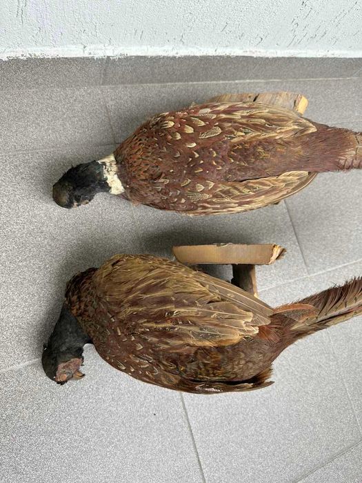 Препариран Фазан Фазани