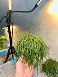 Rhipsalis (Рипсалис)
