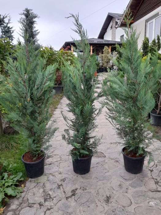 Tuia/mesteacan/Leylandii