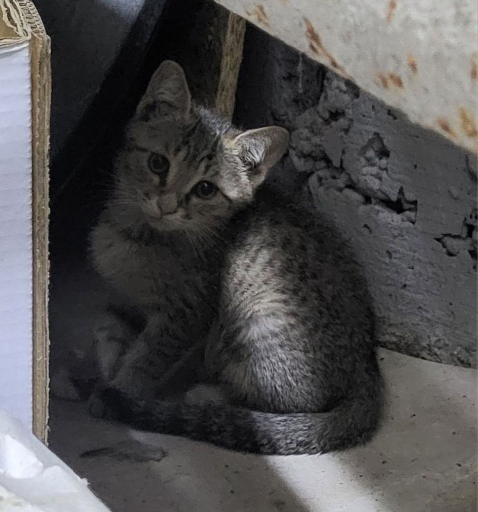 Ищем дом для трёх котят!