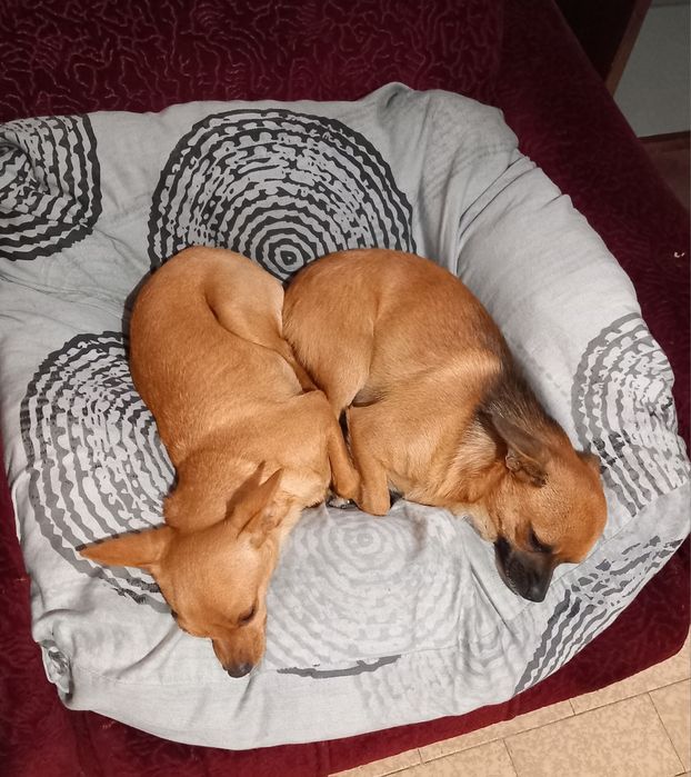 Чихупинчери. Три момчета.