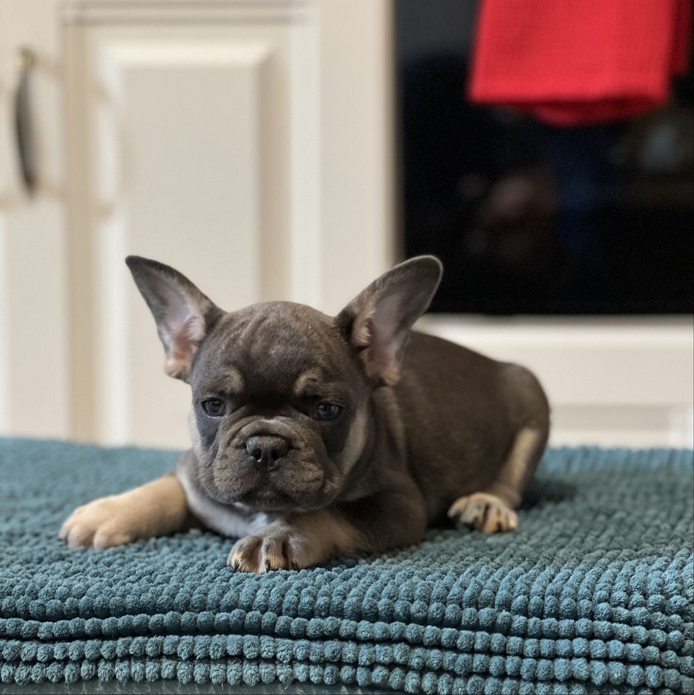 Bulldog francez blue and tan