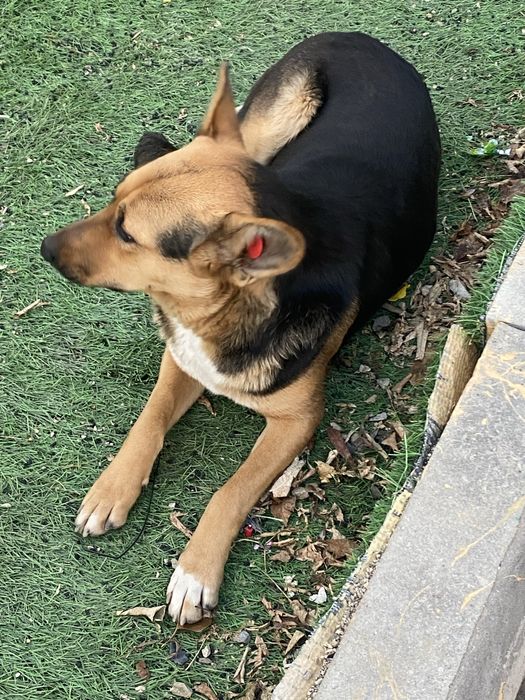 Девчонке нужен дом!