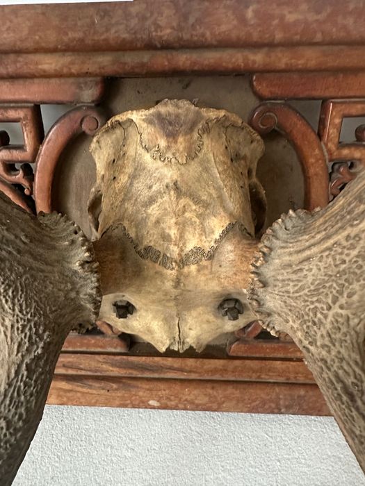 Trofeu cerb pe panoplie