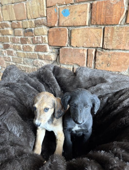 Тазы күшіктер жаксы кандардан