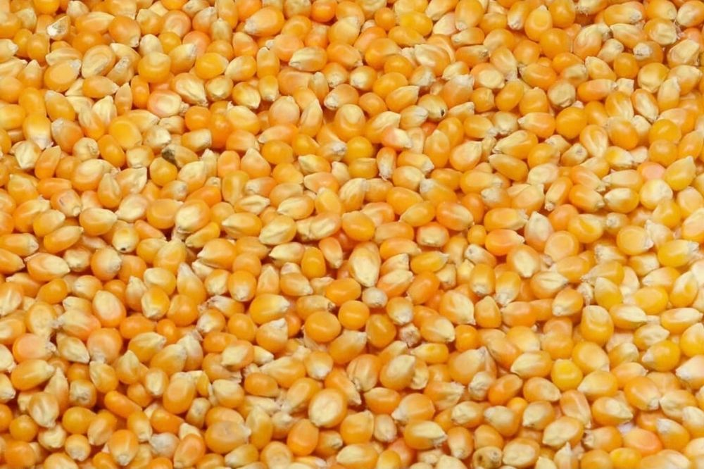 VAND PORUMB RECOLTA 2025. 1.2 lei kg