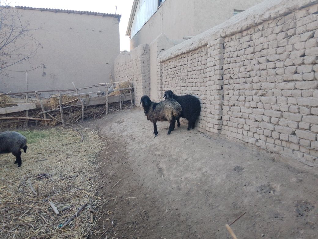 Ena bola qo'ylar, Manzil Yangibozor tumani