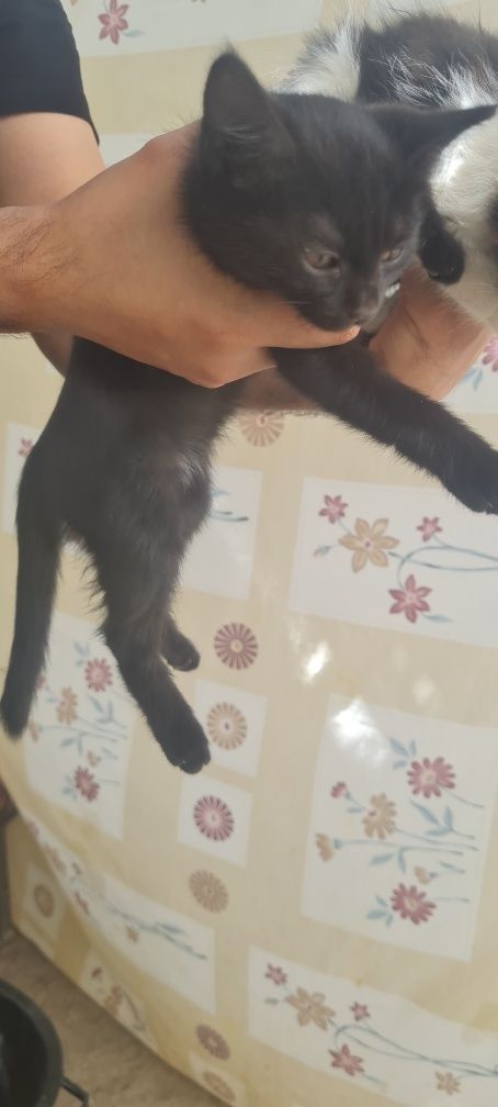 Котята мушукча бесплатно