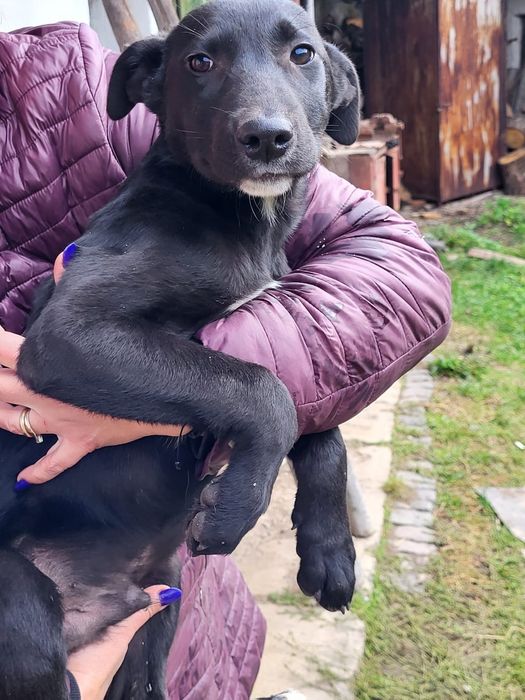 Catei pt adoptie responsabila