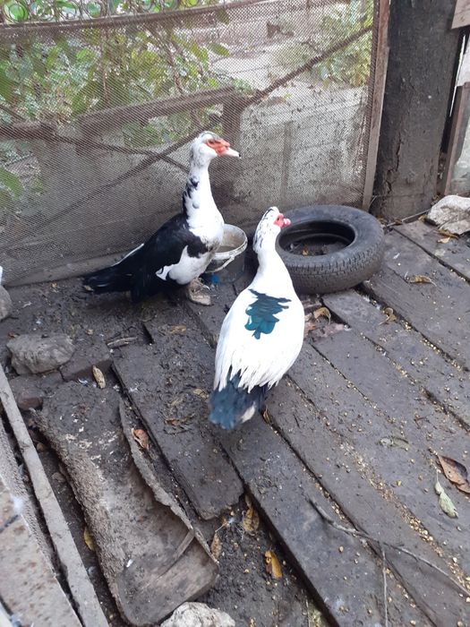 Мускусни  неми патици