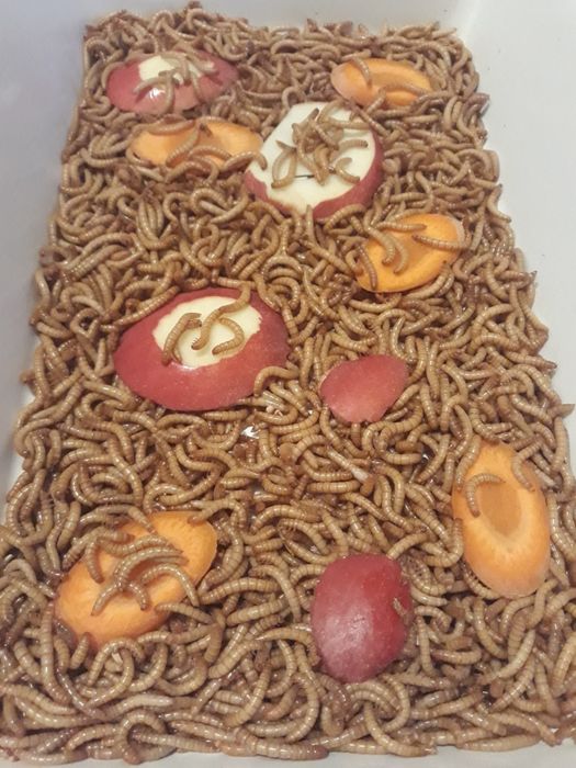 Vănd viermi de făină MEALWORMS.