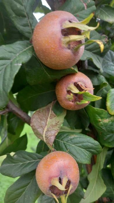 Mosmoane ( fructe de monsmon)