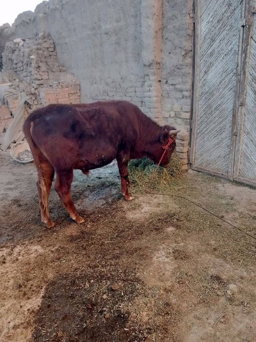 Stochna buqa sotiladi