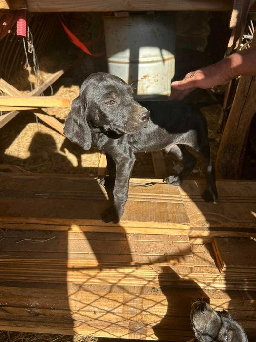 Свободни кучета курцхаар