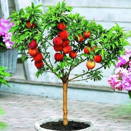 Pomi fructiferi pitici