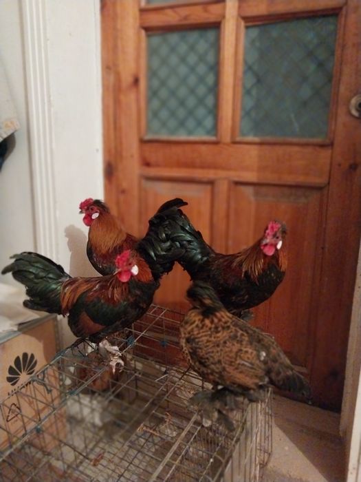 Япон хороз ва товуклар