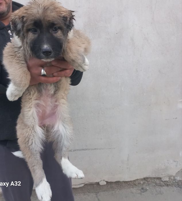 Кавказский щенок сотилади