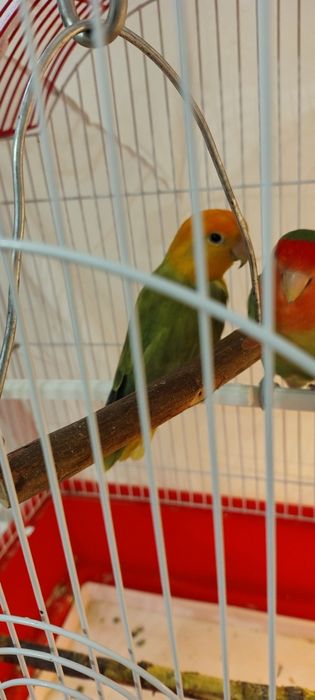 Papagal agapornis baiat