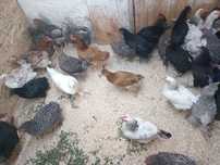 Puicuțe de casa outoare