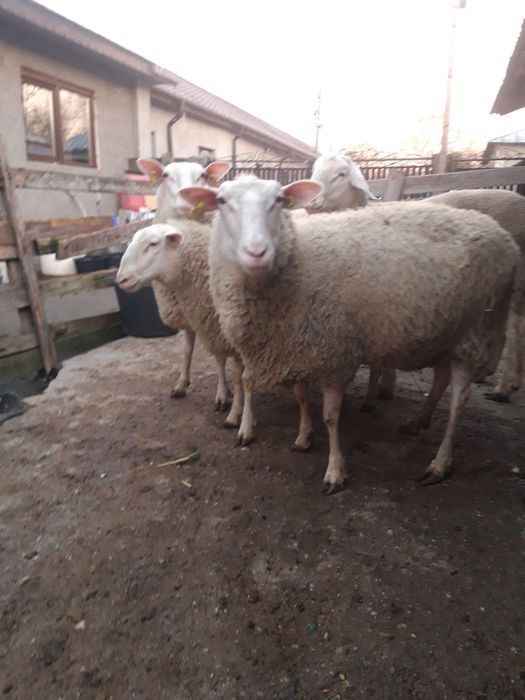 Vând 3 oi și un berbec