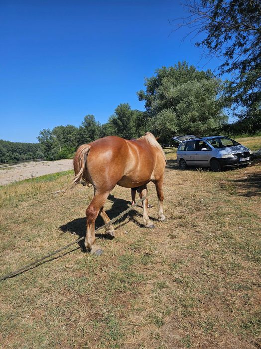 Iapa grea 2 ani si 8 luni