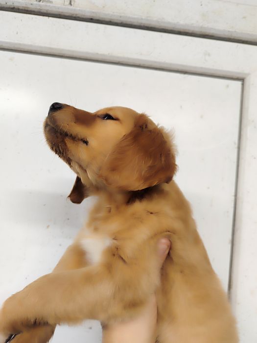 Donez cățelușa golden retriever
