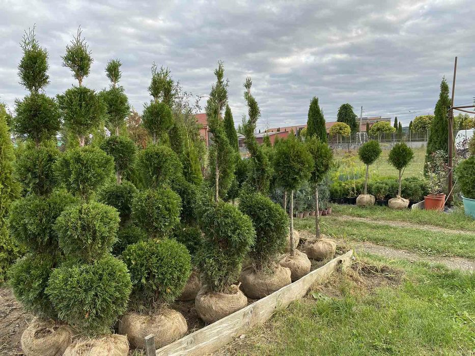 Leylandii / Laur Englezesc / Photinia R. Robin / Gold Rider / Gard viu