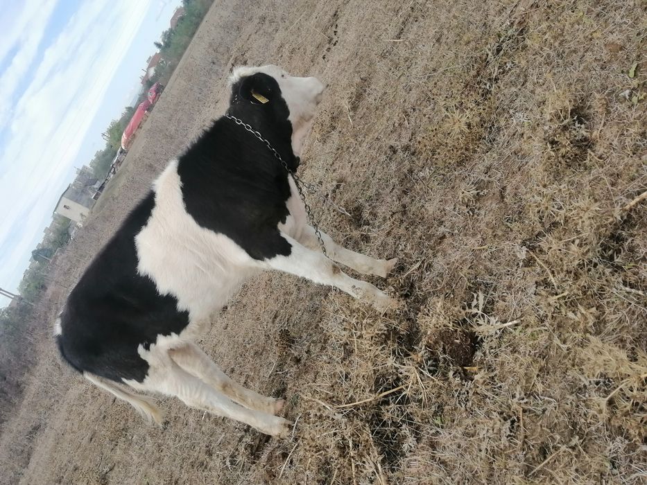 Vand vițele în vârstă de 3-4 luni