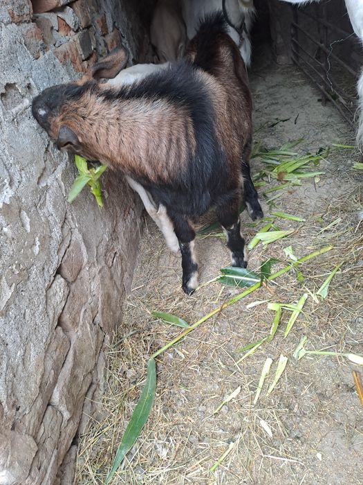 Ieduțe de vânzare.
