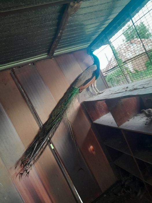 Vând păun comun matur