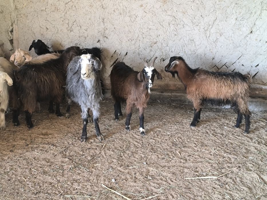 Echki sotiladi bugʻuz