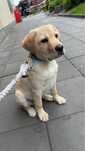 Labrador-fetita, 4 luni