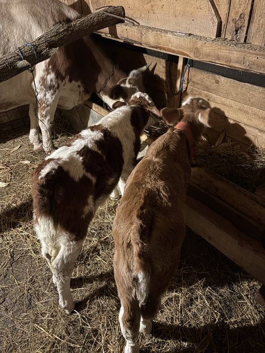 Vaca de 6 ani cu 2 vitei , un tauras si o vitea