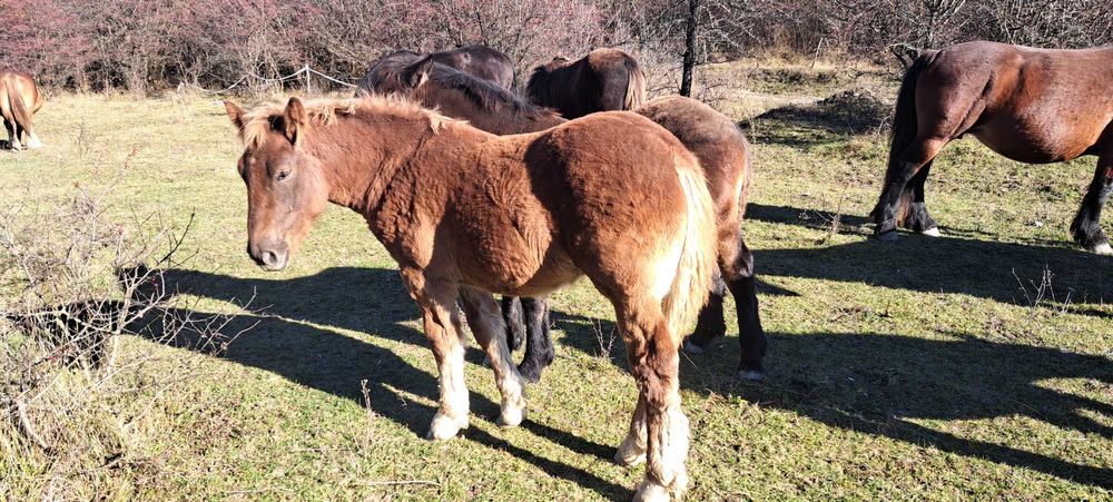 Manji armasari fratii !!