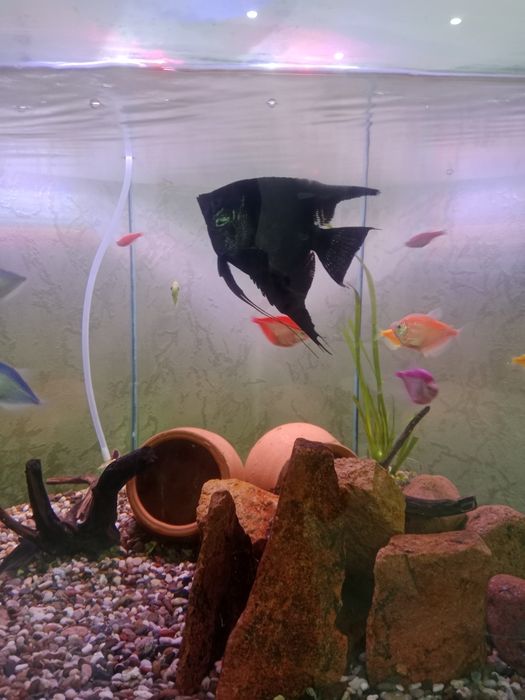 Аквариум сотилади балиқлари бн