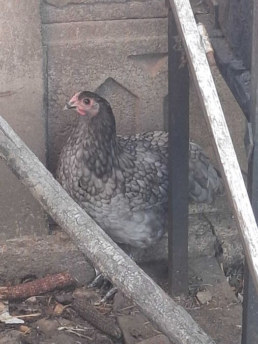 2+1 Australorp aprox 5 luni