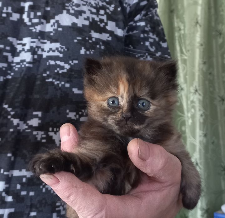 Подарю разных котят