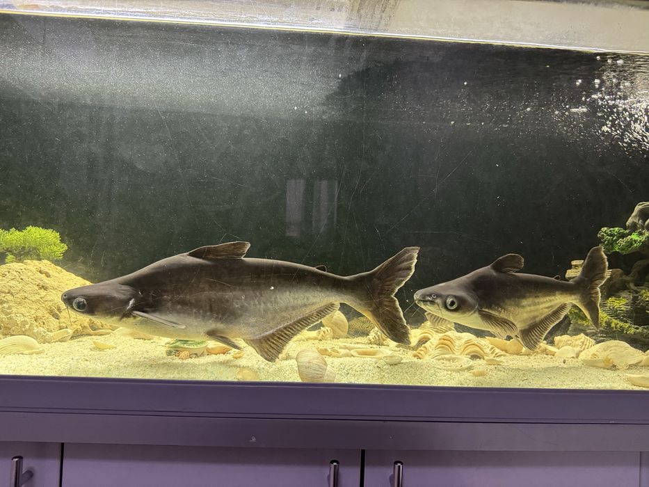 Продам аквариумную рыбу Пангасиус 35 и 45 см длину