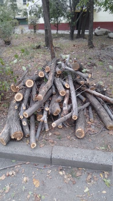 Дрова, карагач, дуб бесплатно