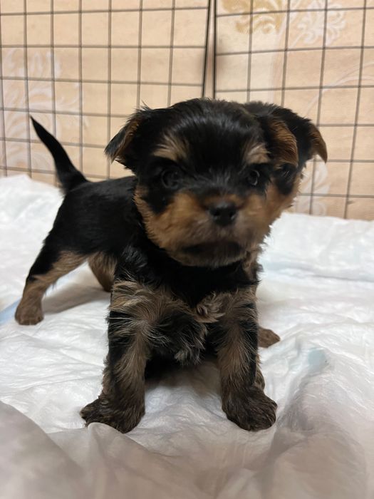 Продаются щенки йоркширского терьера