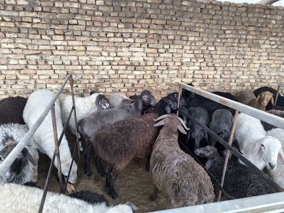 Кучкор куйлар сотилади хаммаси соглом уйда бокилган.