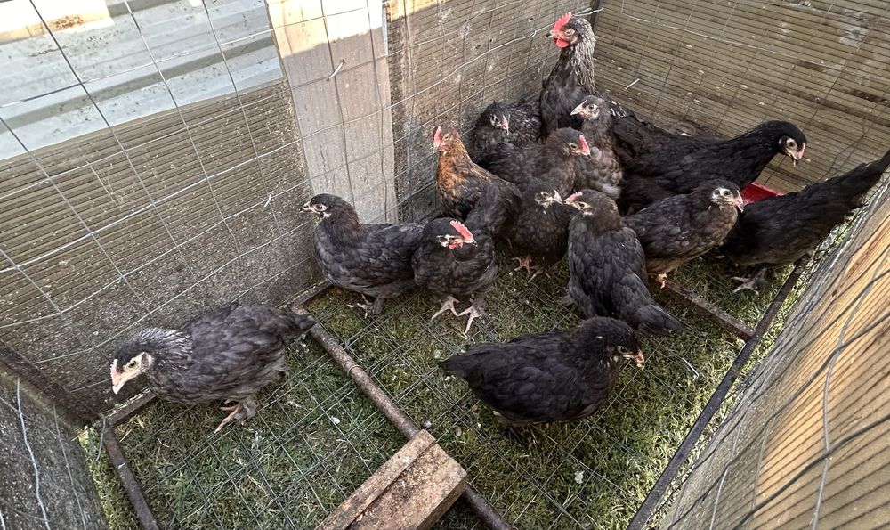 Pui marans cu oua rosii