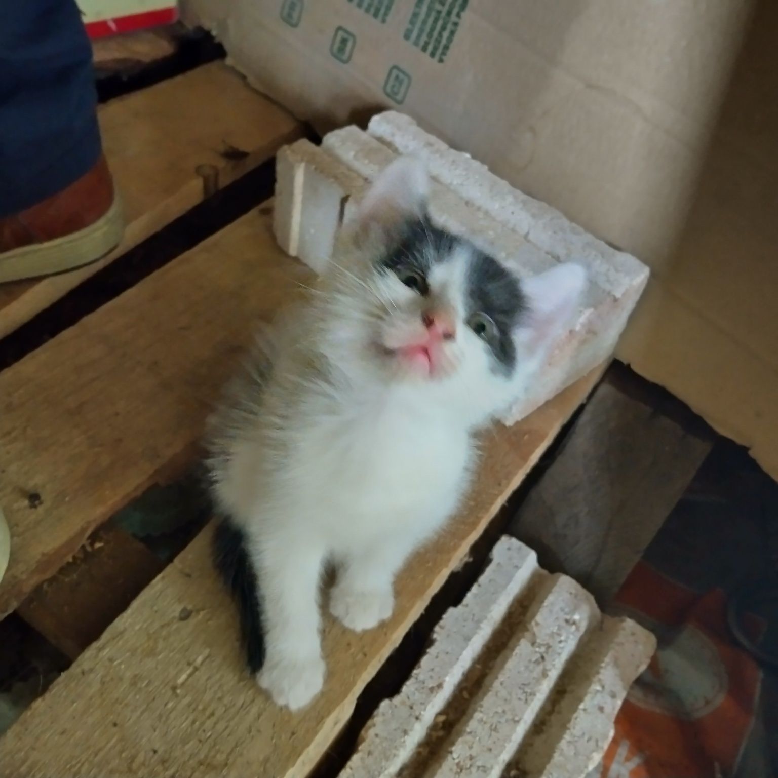 Подарявам котенца