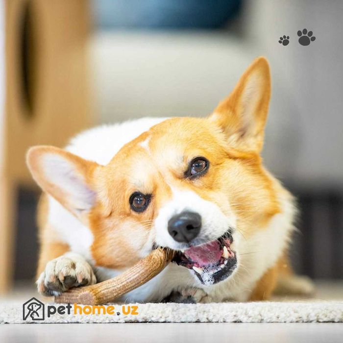 Жевательная игрушка для собак GiGwi Antler Wooden Chew Toy