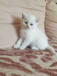British shorthair white