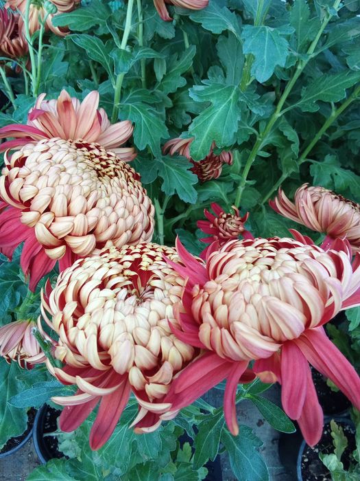 Хризантеми -7лв.бр.