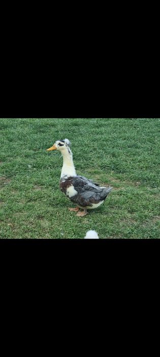 Vând 2 rățoi motati si 1 rățoi alergator