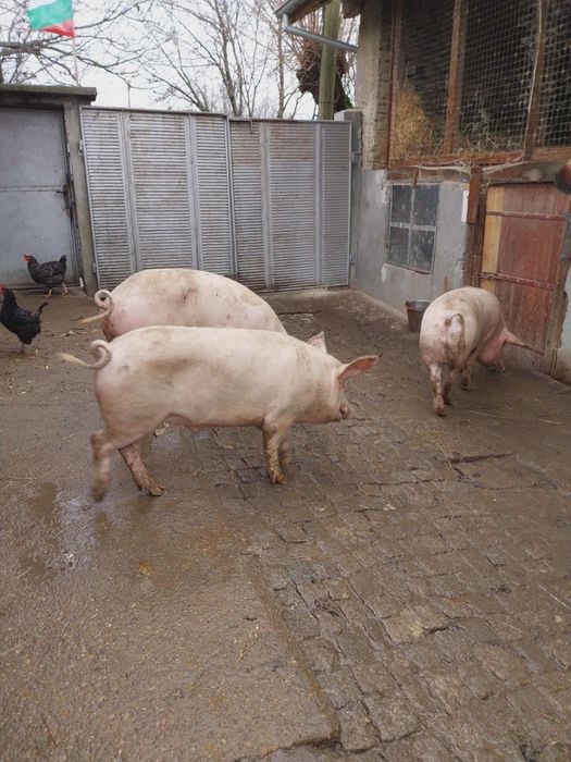 Продавам едно от прасетата