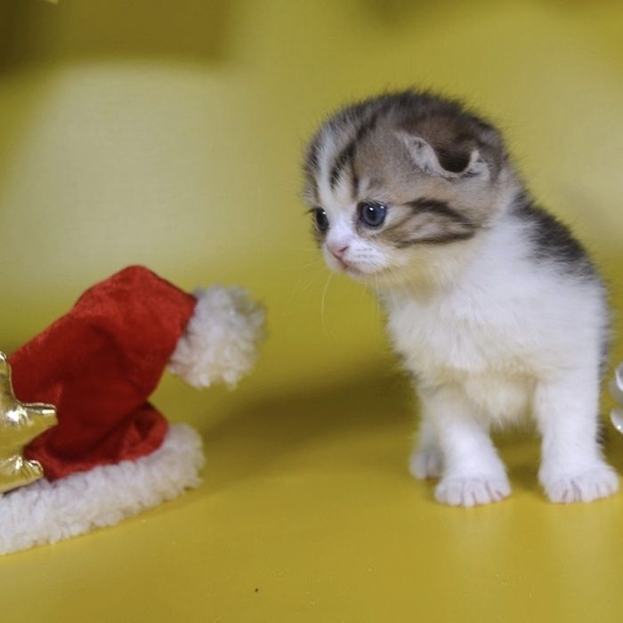 Вислоухие Шотландские Скоттиши